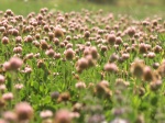 Ďatelina Bonannova (Trifolium bonannii)