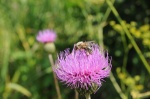 Pichliač sivý (Cirsium canum) s včelou