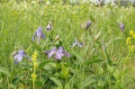 Plamienok celistvolistý (Clematis integrifolia)