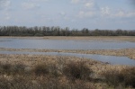 Jarné záplavy na Žitavskom luhu, pohľad na centrálnu močiarnu časť územia