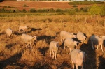 Pasúce sa ovečky na lúkach CHVÚ Žitavský luh