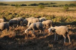 Pasúce sa ovečky na lúkach CHVÚ Žitavský luh