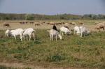 Ovce, kozy a uhorský stepný dobytok pomáha pri manažmente lúk v CHVÚ Žitavský luh