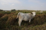 Uhorský stepný dobytok na lúkach v CHVÚ Žitavský luh
