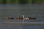 Samica kačice chrapačky so štyrmi mláďatkami